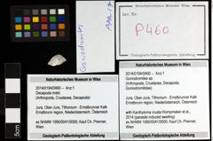 Foto (Objekt + Etiketten) von Goniodromites sp. 